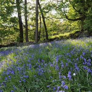 Bluebell Woods