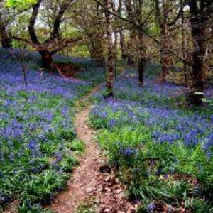 Blue bells in Middleton Woods