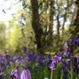 North Cliff Wood