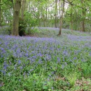 Woolley Woods Bluebells
