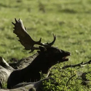 Stag Yorkshire Wildlife 