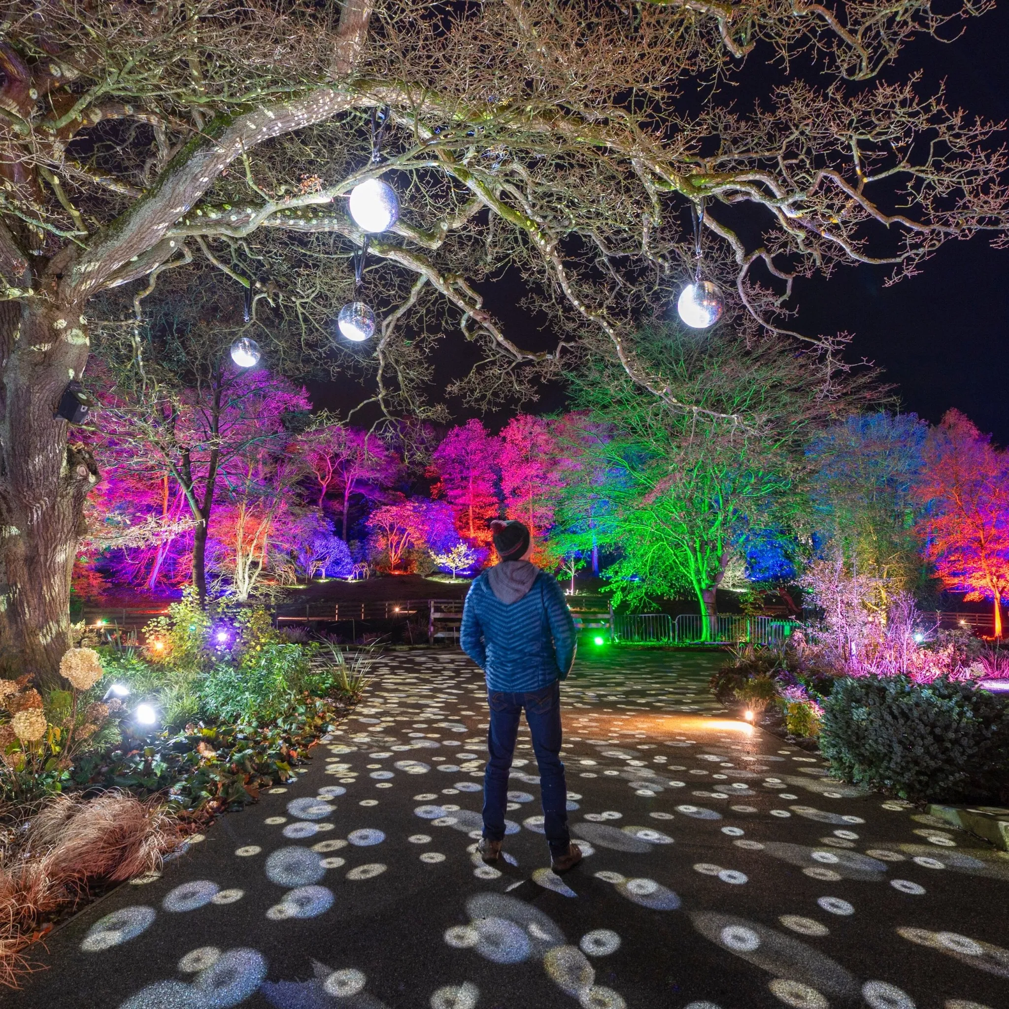 Person looking a brightly lit winter trees at Harlow Carr