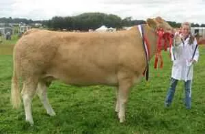 Prize winning cow shown from the side at Boroughbridge Show in July