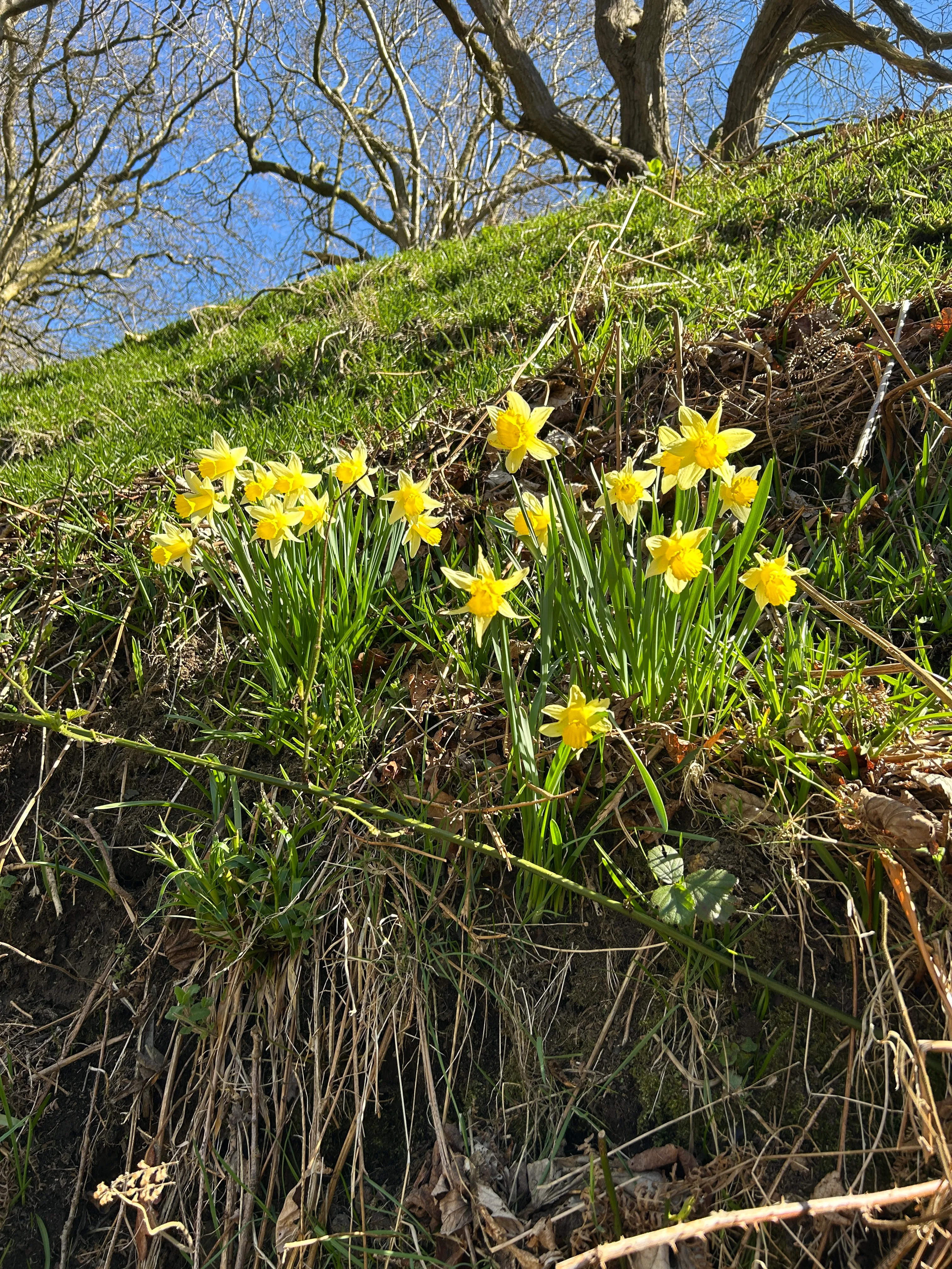 close up of a clump of daffodils on the farndale daffodil walk in the Dove valley