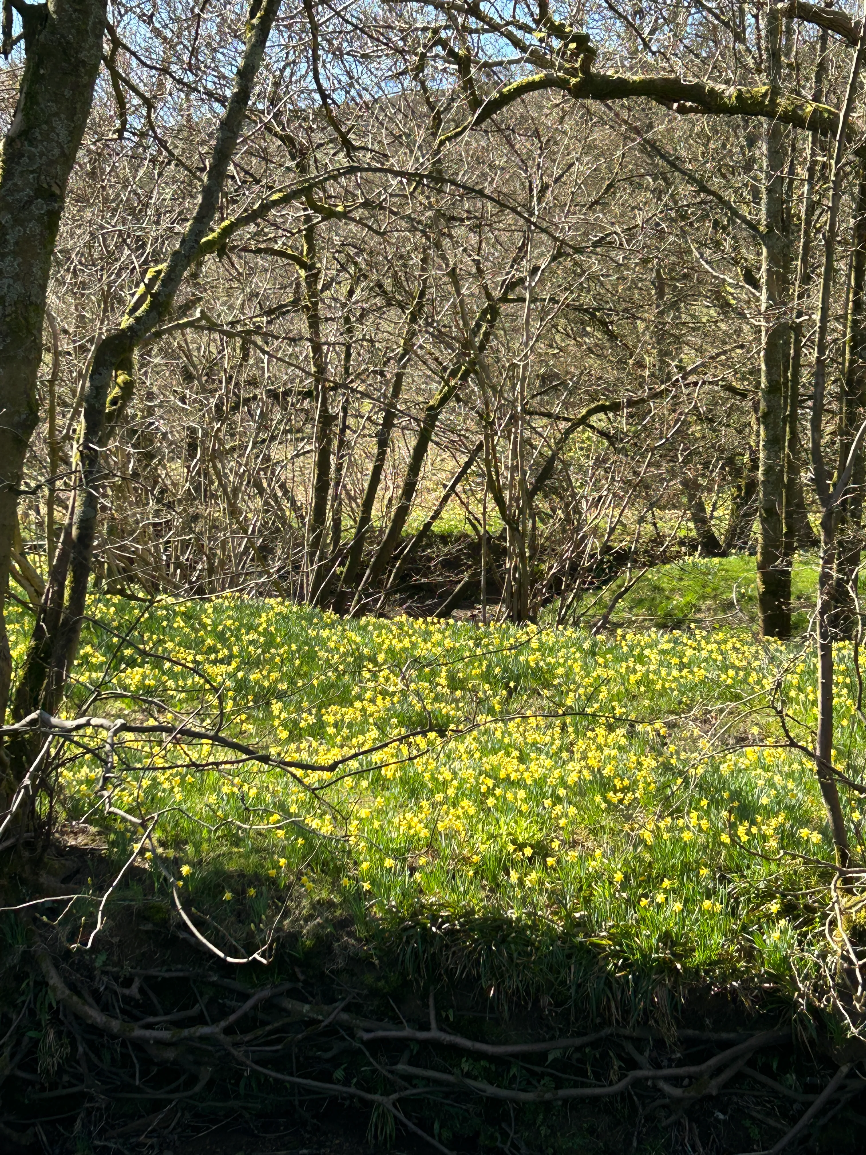 view across a field full of wild daffodils on the farndal valley daff path walk in the North York Moors National Park