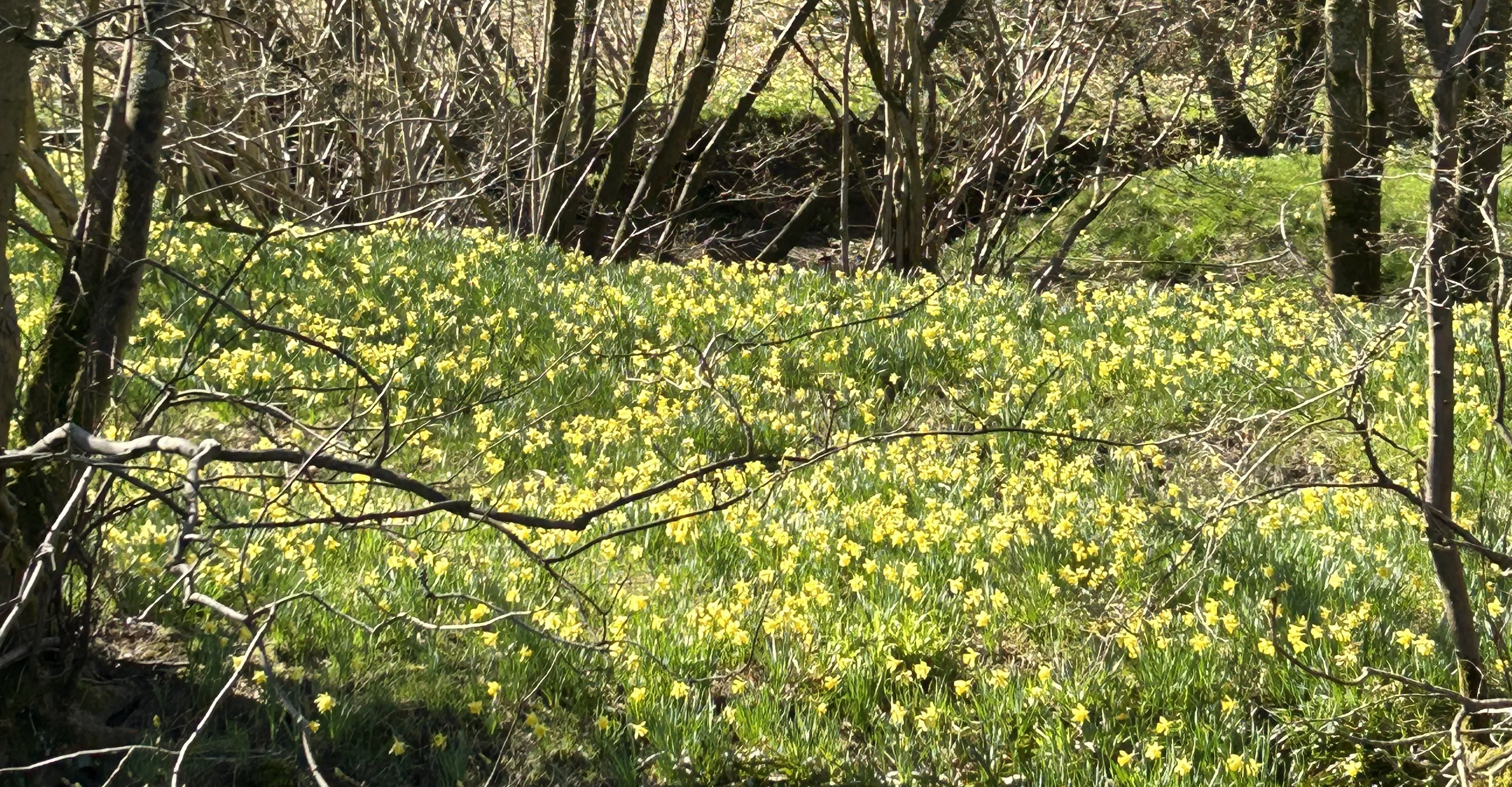 hundreds of yellow-headed daffodils on the banks of the River Dive in the Farndale Valley in the North York Moors National Park