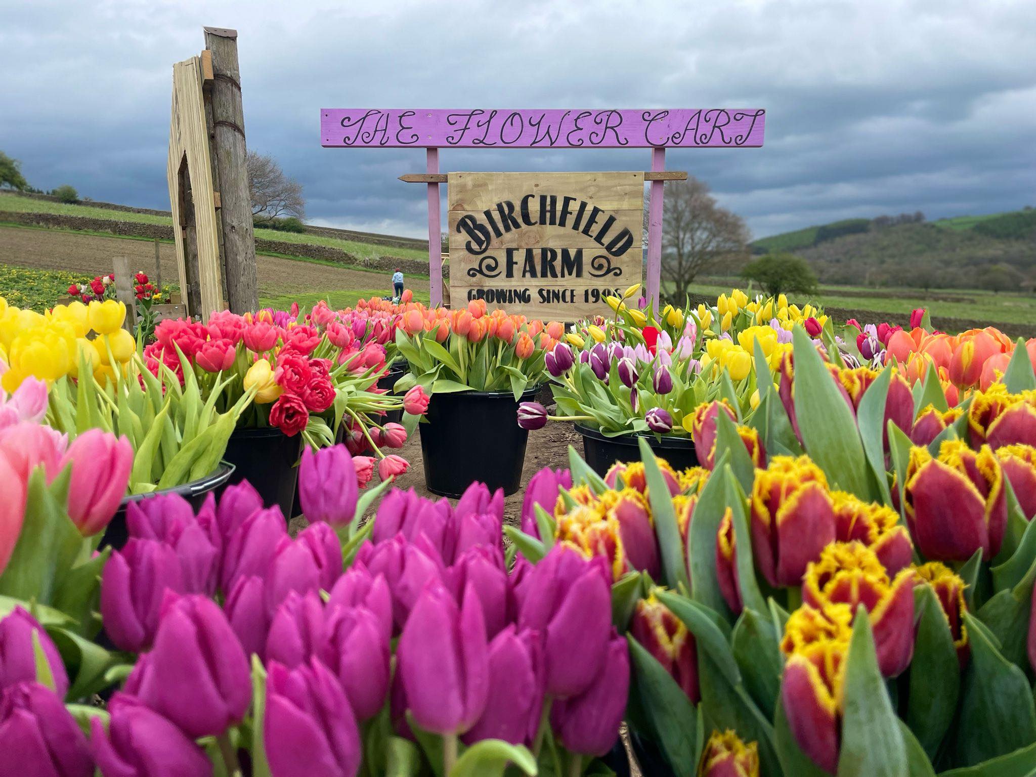 buckets full of tulips in front of a tulip field sign.