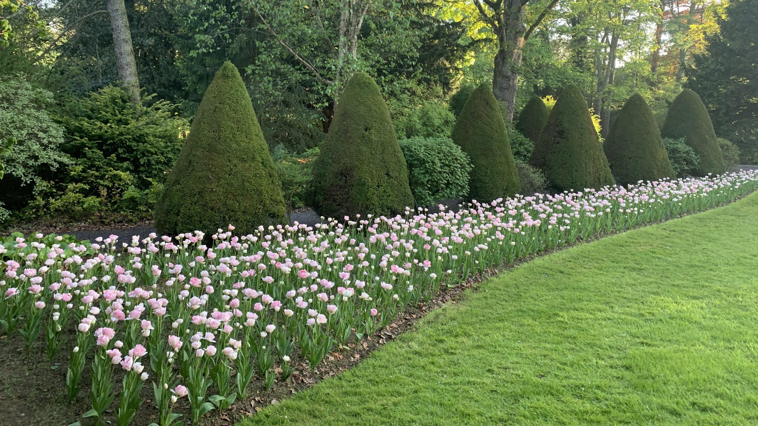 flower bed full of pale pink tulips next to a lawn