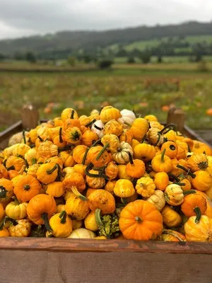 cart full of bright orange pumpkins with nidderdale landscape in the background.