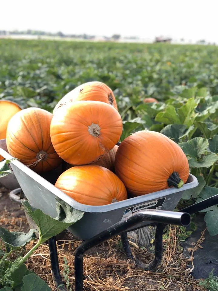 Halloween pumpkins in a wheelbarrow