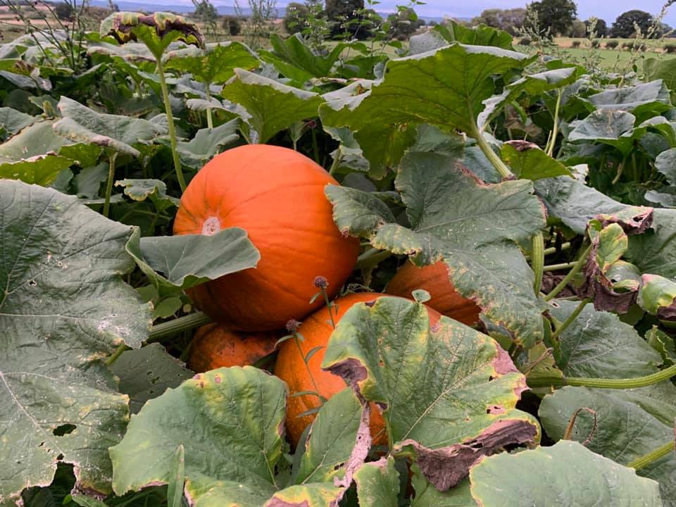 Pumpkins in Fields