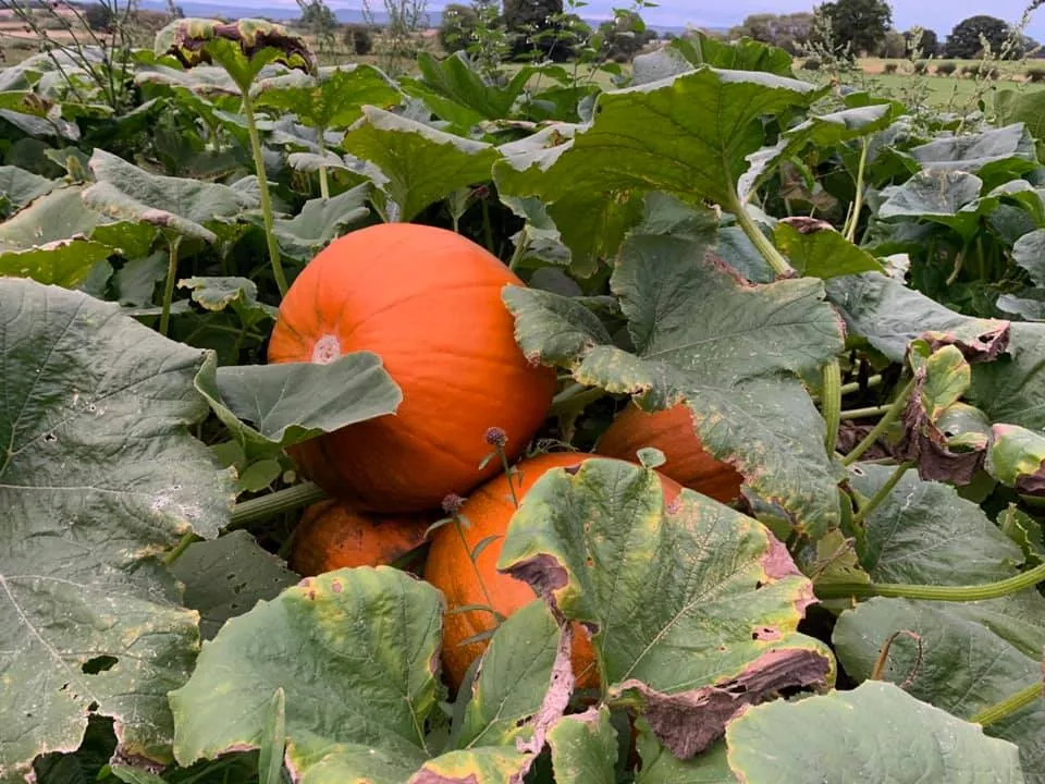 Pumpkins in Fields