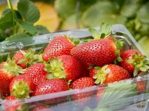 plastic punnet filled with fresh rip strawberries.