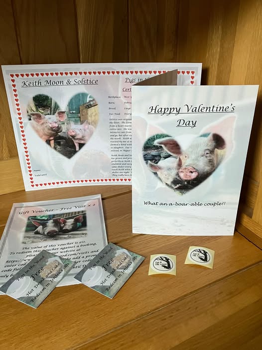 Pigs in the Wood valentine adoption certificate
