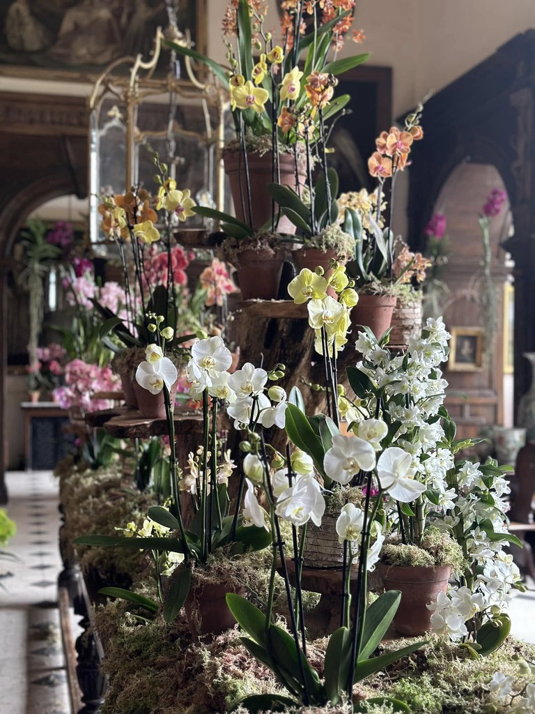Orchid festival at Burton Agnes