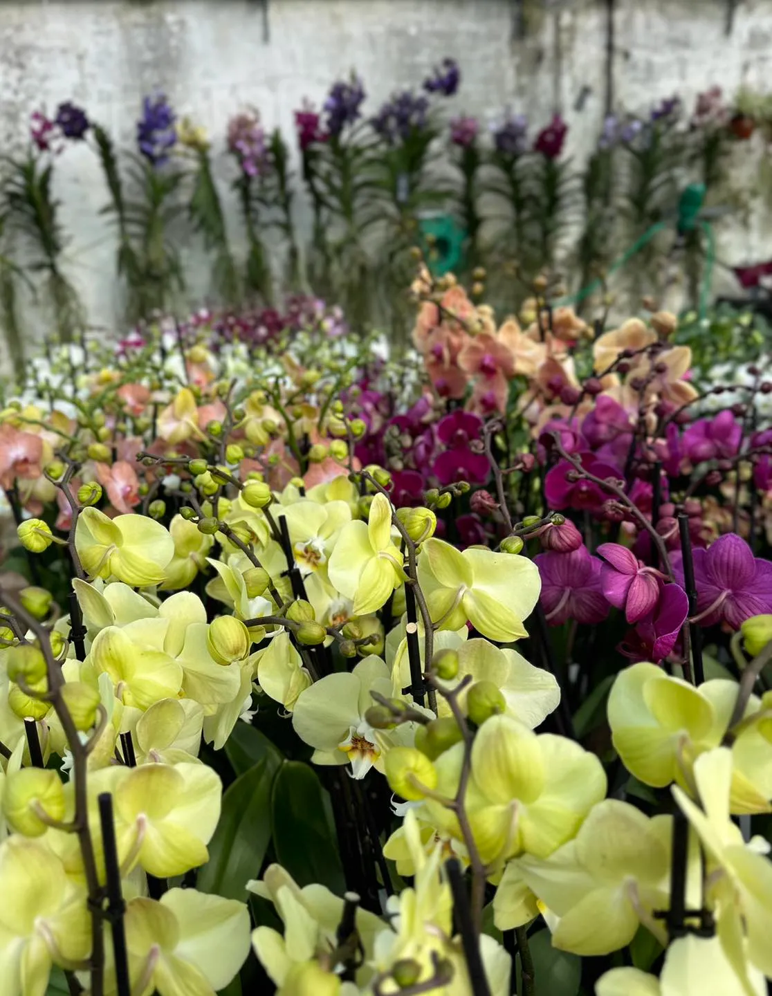 orchids in flower at the Burton Agnes Orchid Festival in April 2026