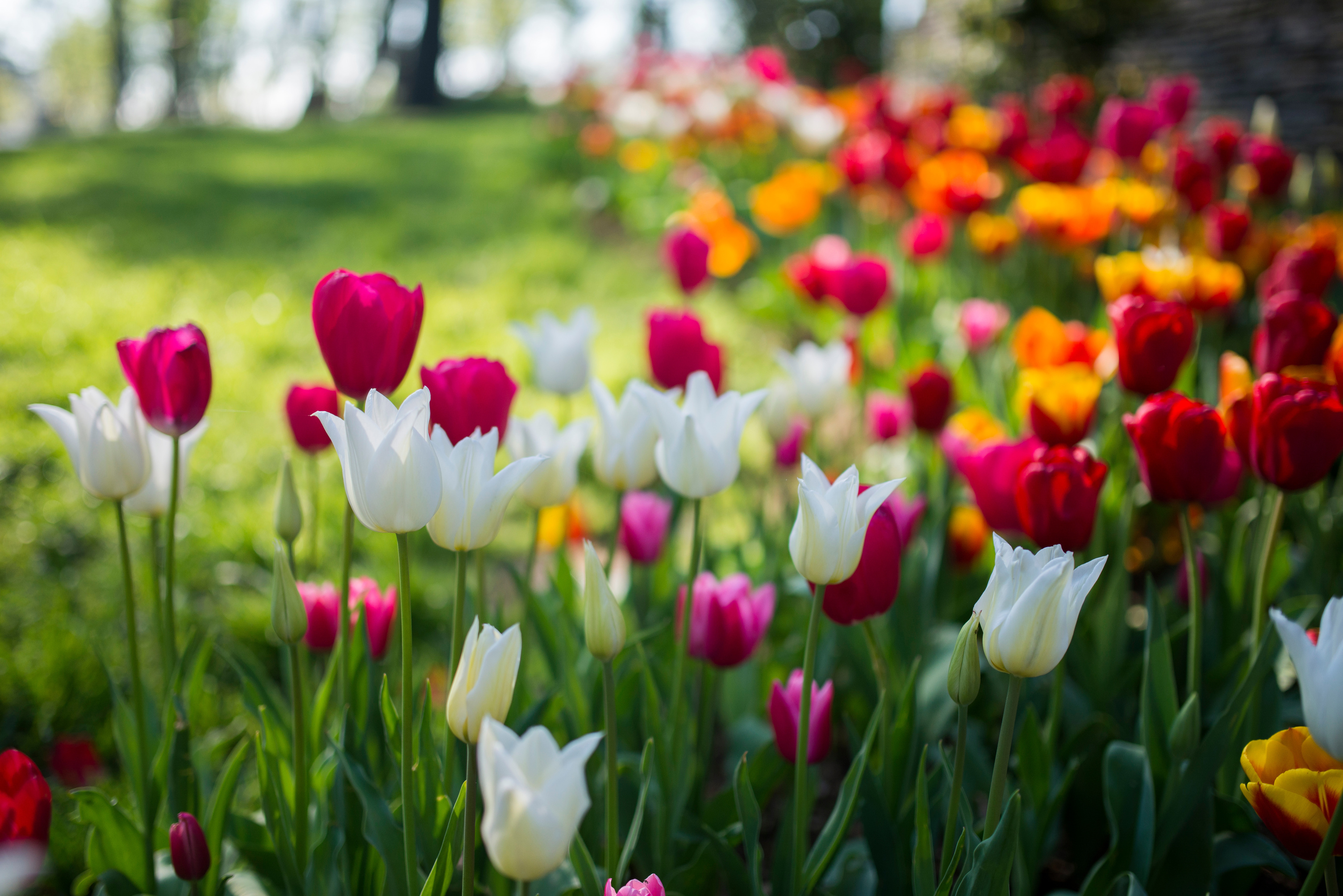 brightly coloured tulips growing in a flower bed
