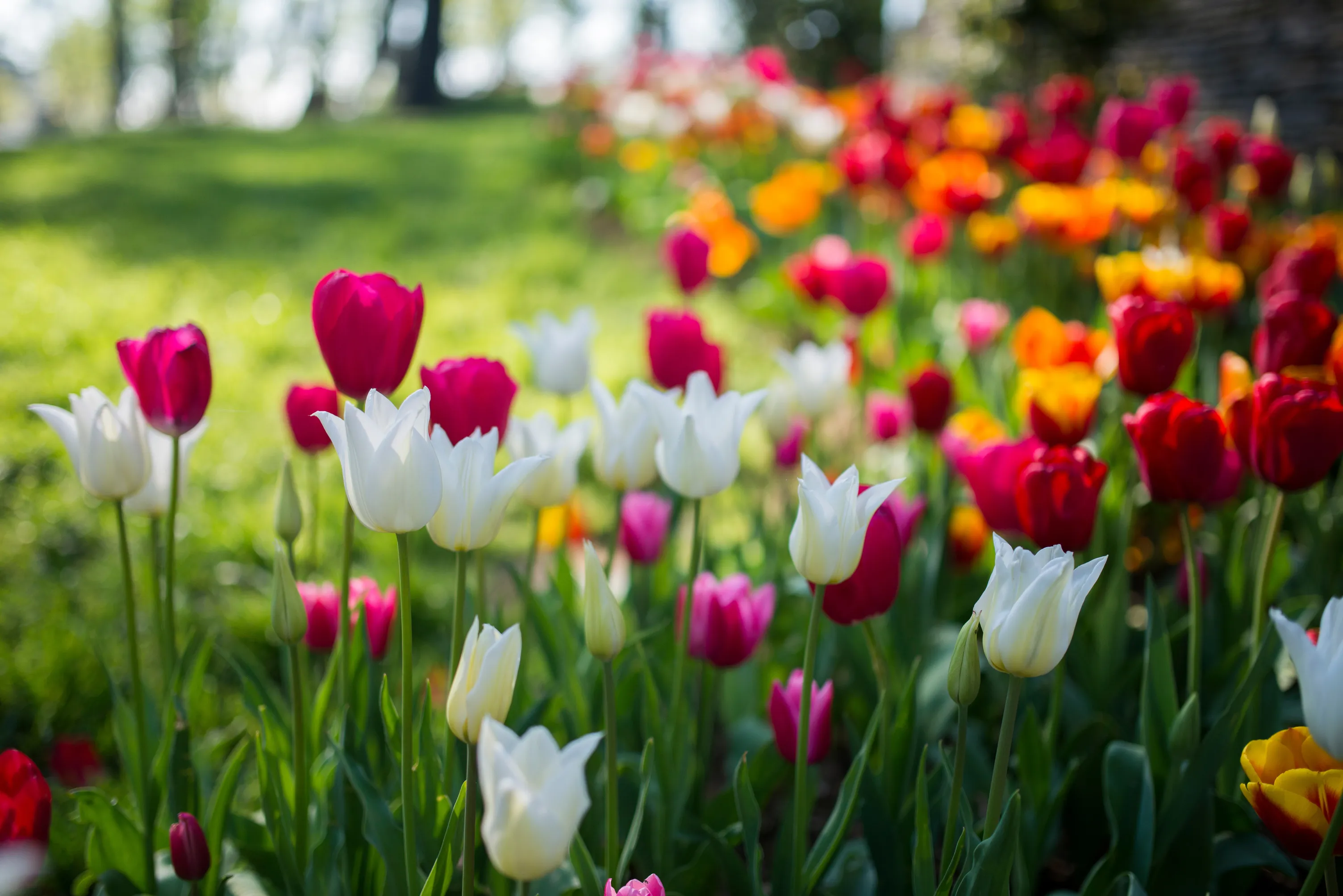arc of white, yellow and red tulips with grass and woodland beyond.