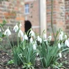 snowdrops at Beningbrough Hall