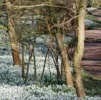 snowdrops in the wood at Burton agnes Hall