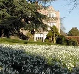 swathes of white snowdrops in front of Goldsborough hall