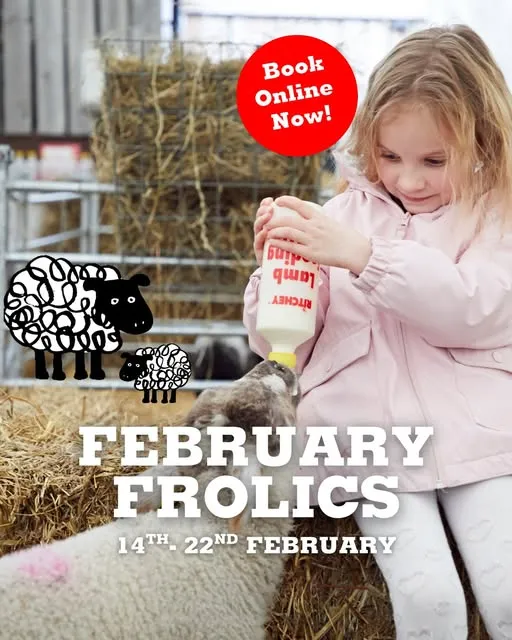 young girl feeding a lamb with text about the Piglets Adventure Farm February Half Term event in Yorkshire
