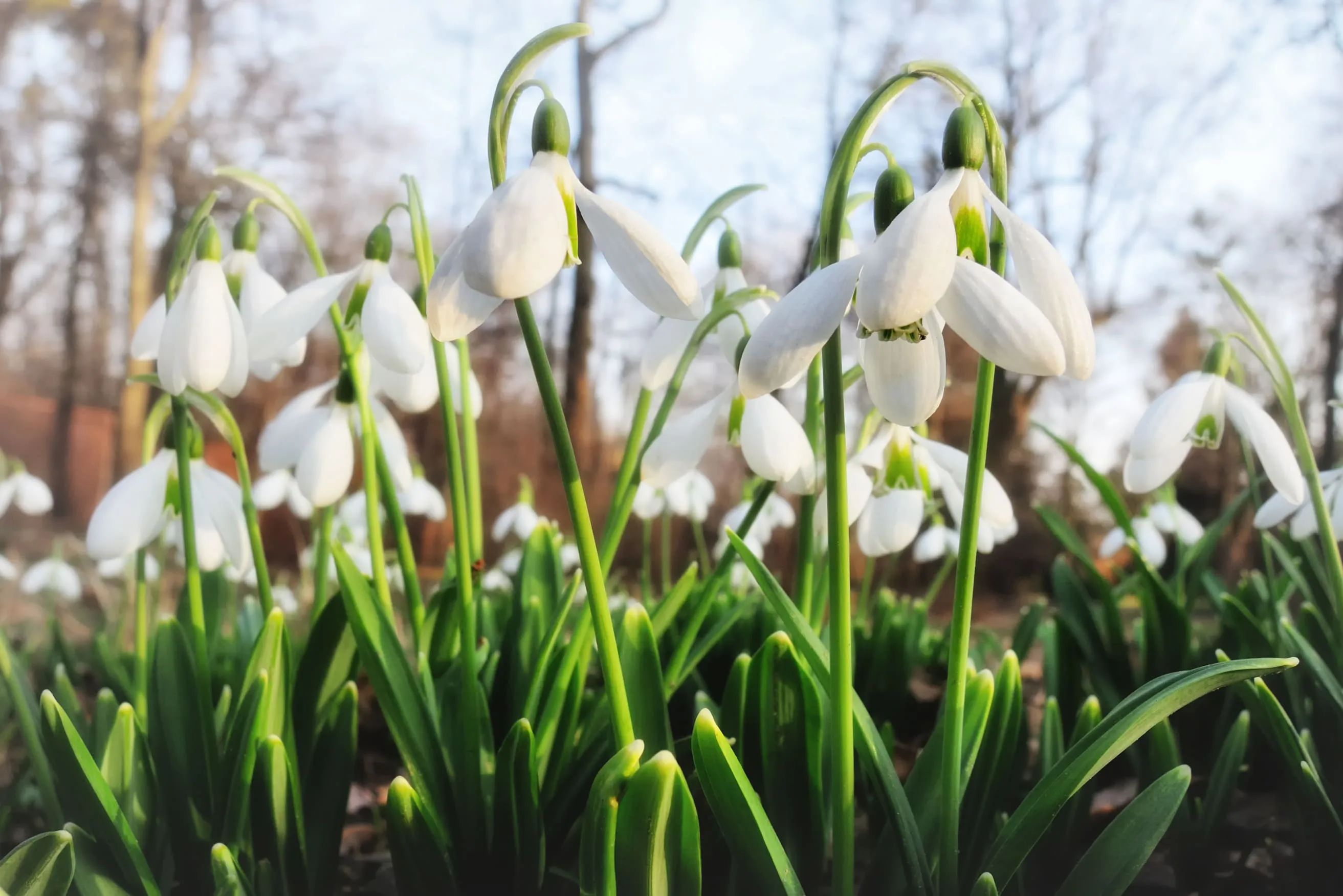close up of snowdrops