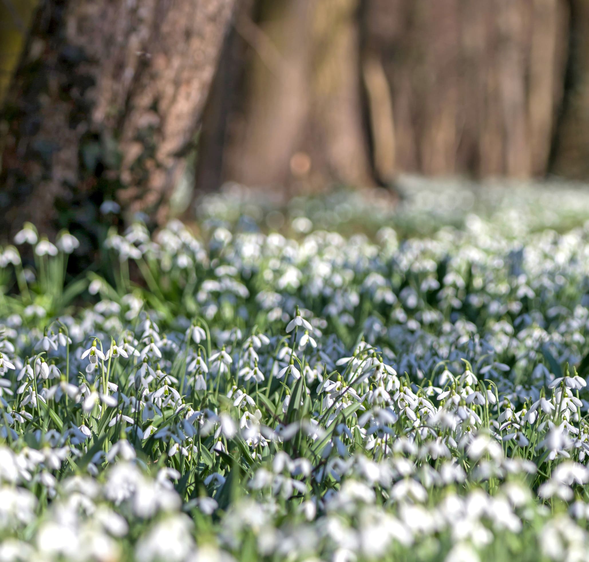 Snowdrops in woodland setting