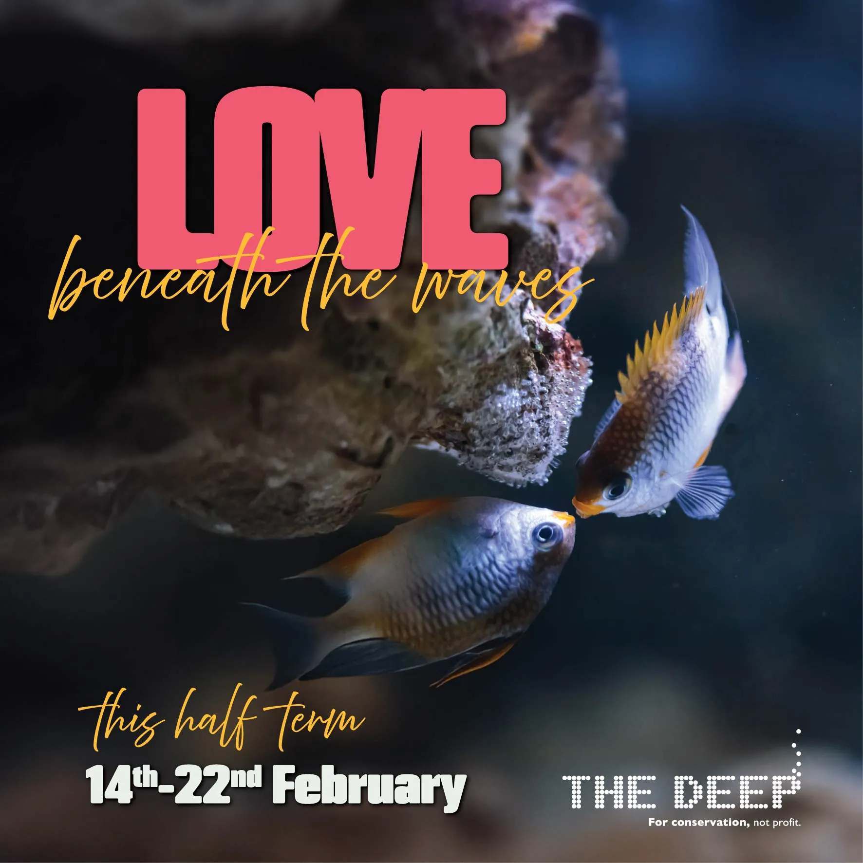 two fish looking like they are kissing beneach an overhanging rock, The Deep Love Beneath The Waves February Half Term event in Hull