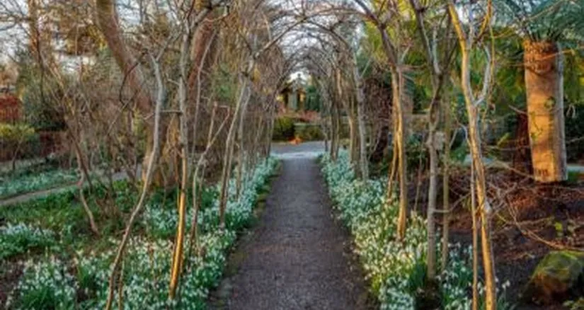 York Gate Gardens Snowdrops February Event in Yorkshire