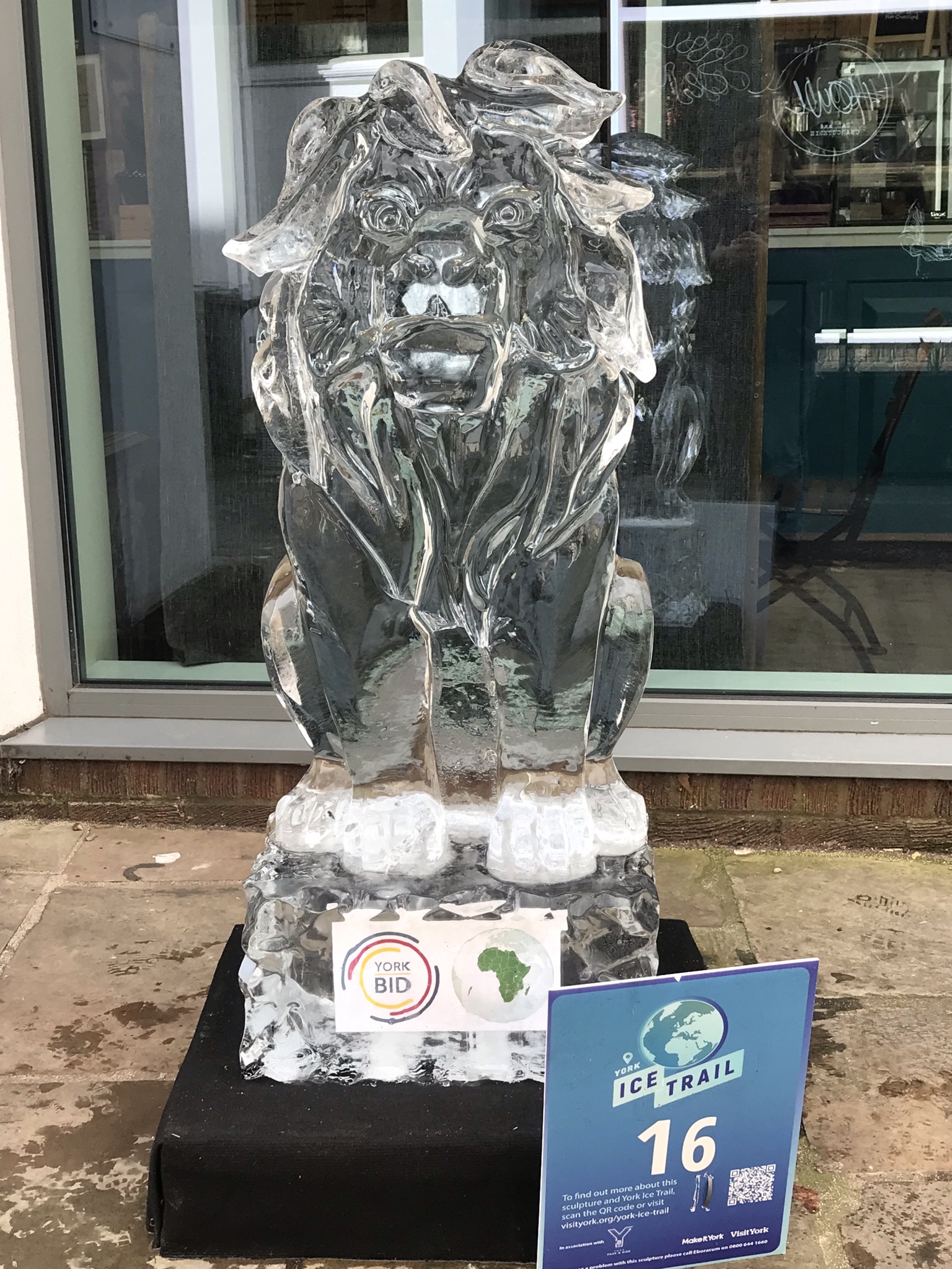 Lion ice trail