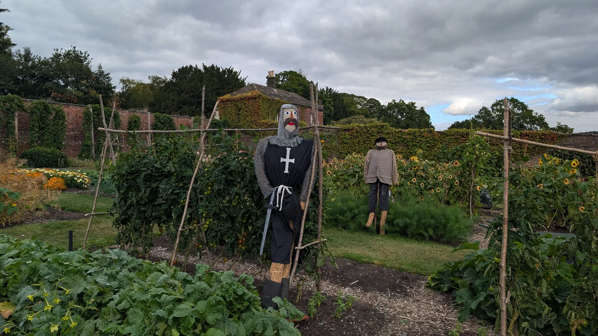 Knight scarecrwo in a vegetable patch