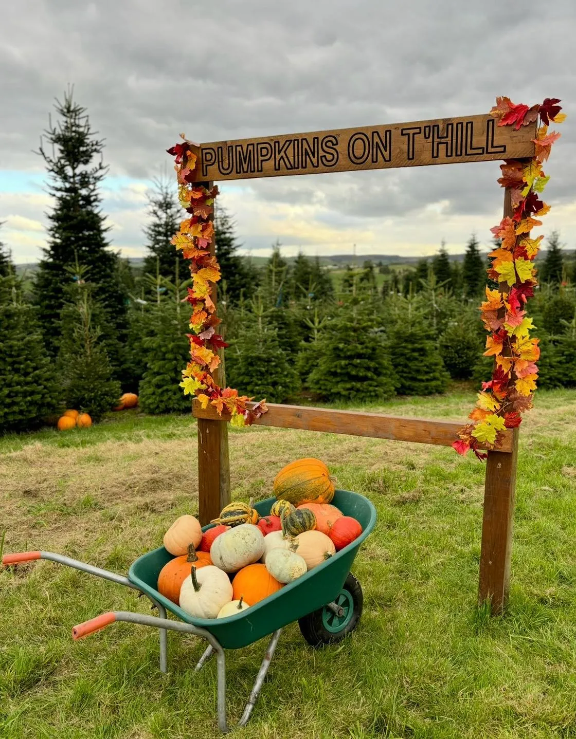 wheelbarrow full of pumpkins with picture frame looking across a valley