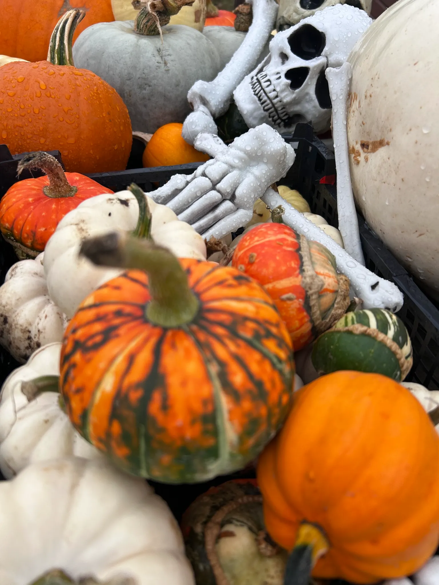 piles of pumpkins of various shapes, sizes and colours with a spooky halloween skeleton lying amongst them.