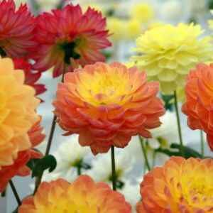 Colourful Flowers in autumnal colours