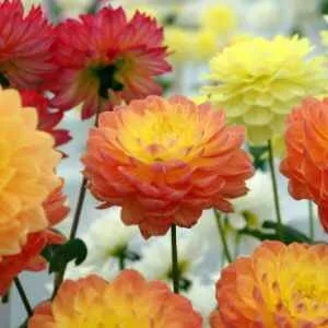 brightly coloured flowers